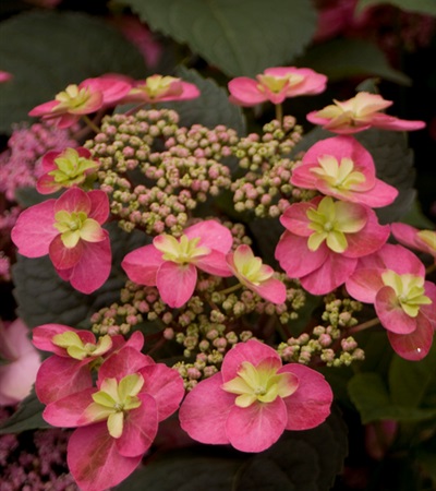 Mountain Hydrangea Tuff Stuff™ Red